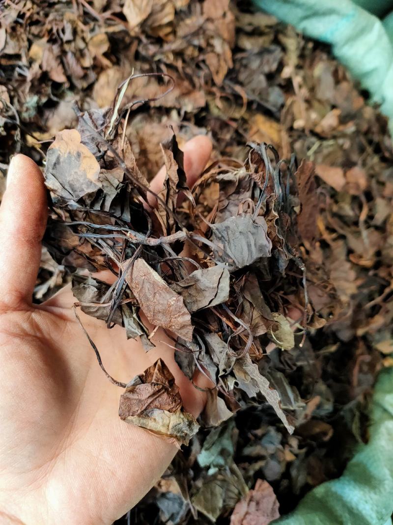 中药材精选中药材鹿晗草鹿衔草蹄草鹿含草