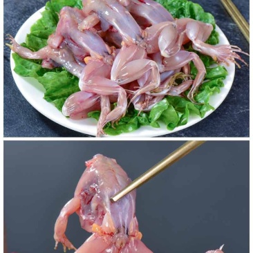 自家黑斑蛙现杀大量销售