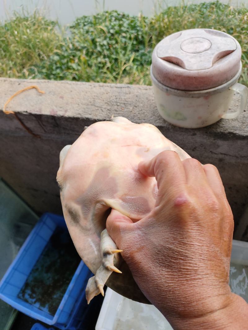 纯生态养殖，自然水域放养！！