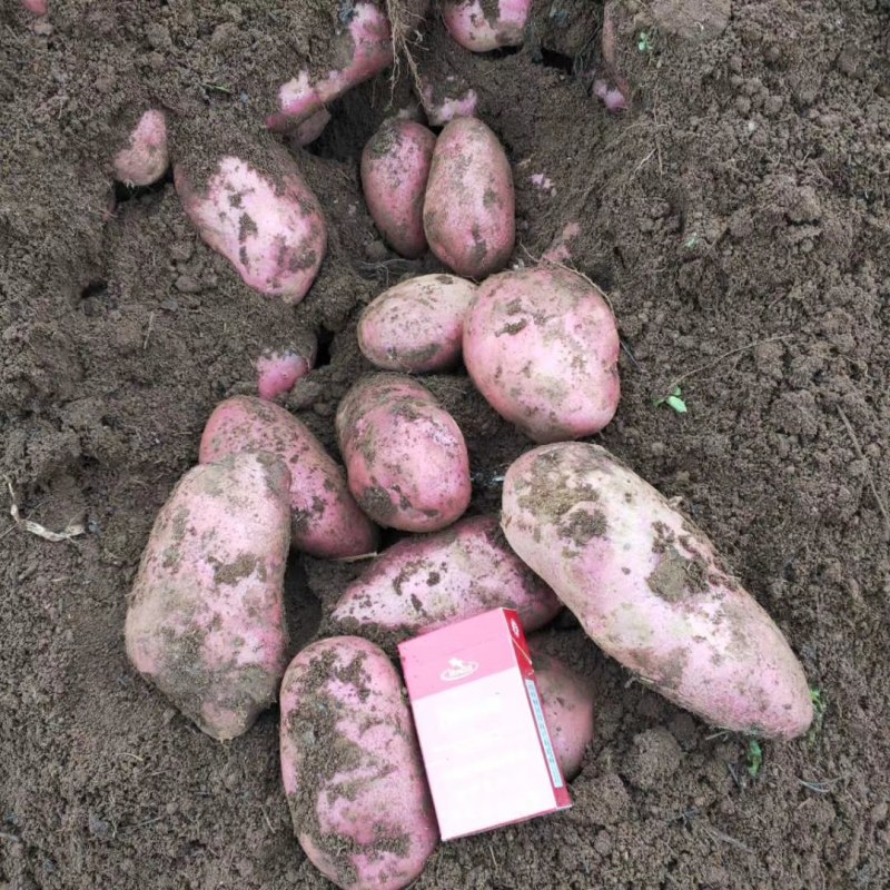 丽优质高海拔青薯9号土豆