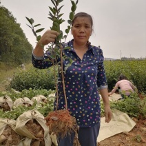 全国发货油茶苗杯苗高产嫁接一年白花油茶苗营养杯苗