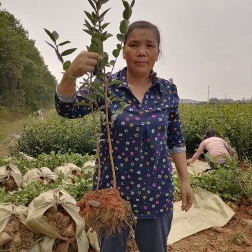 全国发货油茶苗杯苗高产嫁接两年白花油茶苗营养杯苗
