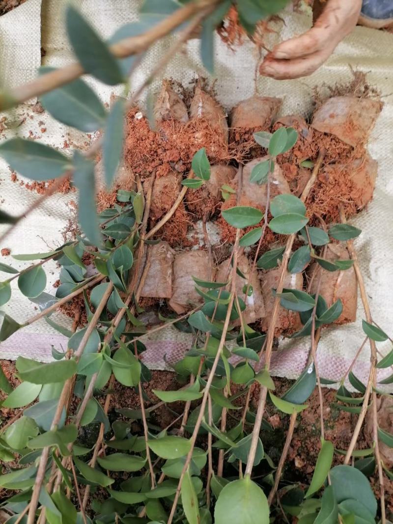 全国发货油茶苗杯苗高产嫁接两年白花油茶苗营养杯苗