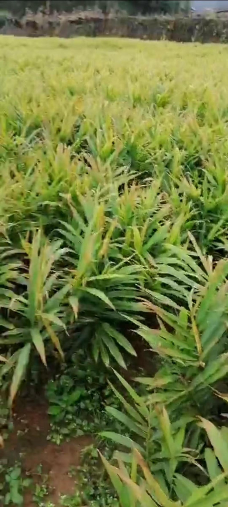 精品红土粉土新姜，正在挖卖中，欢迎选购。