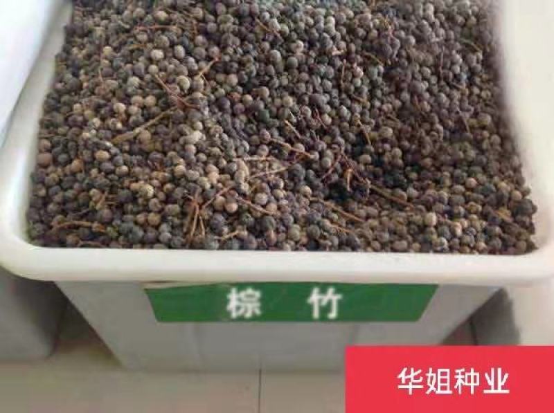 棕榈种子唐棕榈山棕树龙鳞棕观音竹棕竹老人葵种子芭蕉伞树