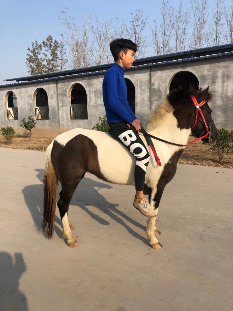 矮马德宝矮马景区乘骑矮马价格美丽欢迎电联洽谈合作