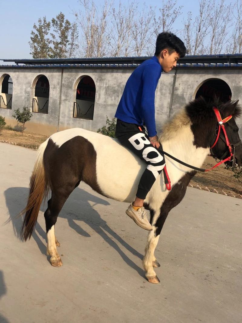 矮马德宝矮马景区乘骑矮马价格美丽欢迎电联洽谈合作
