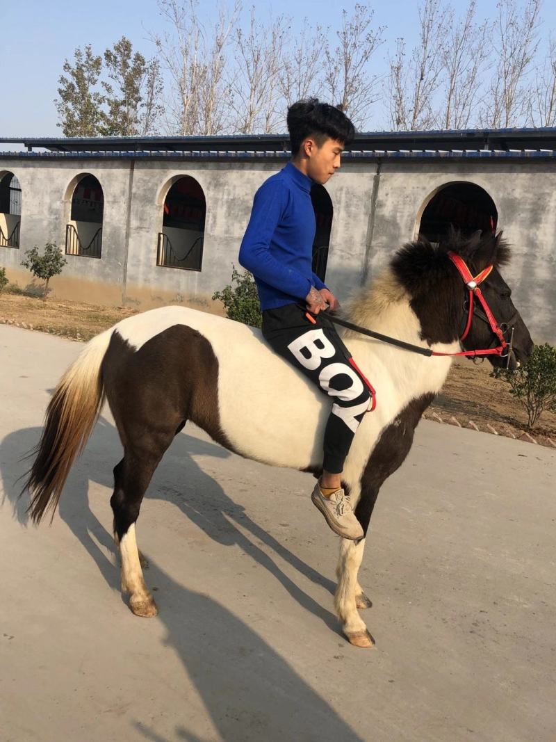 矮马德宝矮马景区乘骑矮马价格美丽欢迎电联洽谈合作