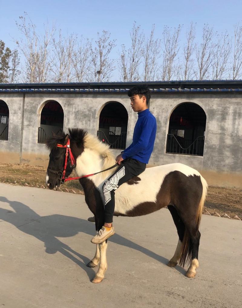 矮马德宝矮马景区乘骑矮马价格美丽欢迎电联洽谈合作