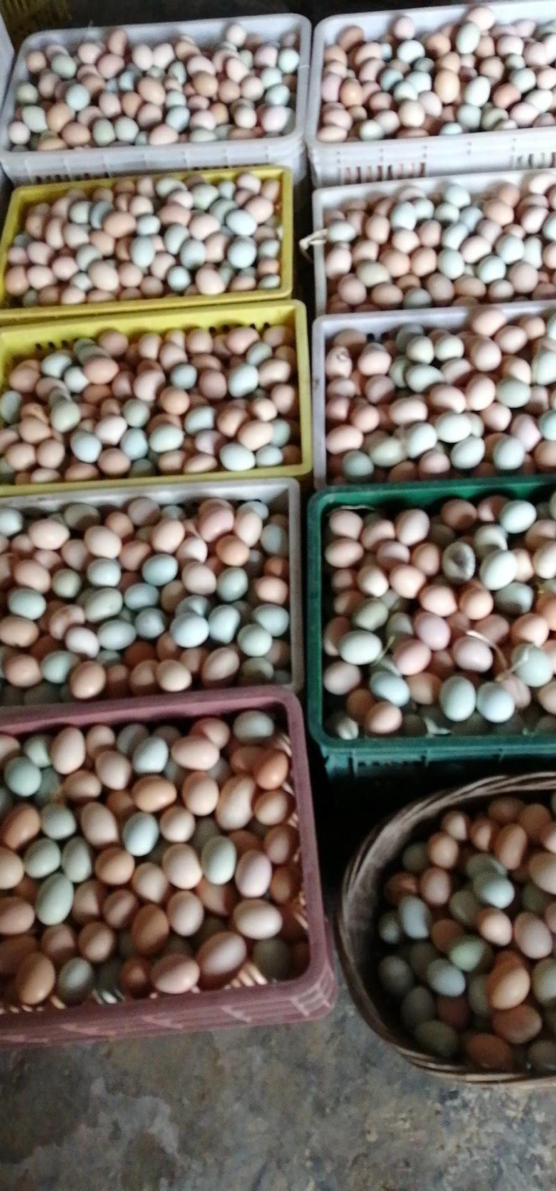 【精品】乡下农家山林散养土鸡蛋品质保证全国发货