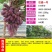 巨盛一号早熟新品种，天然无核，甜度高，基地直供