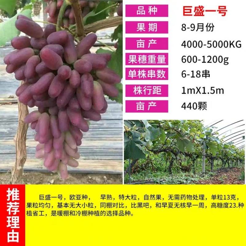 巨盛一号早熟新品种，天然无核，甜度高，基地直供