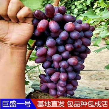 巨盛一号早熟新品种，天然无核，甜度高，基地直供