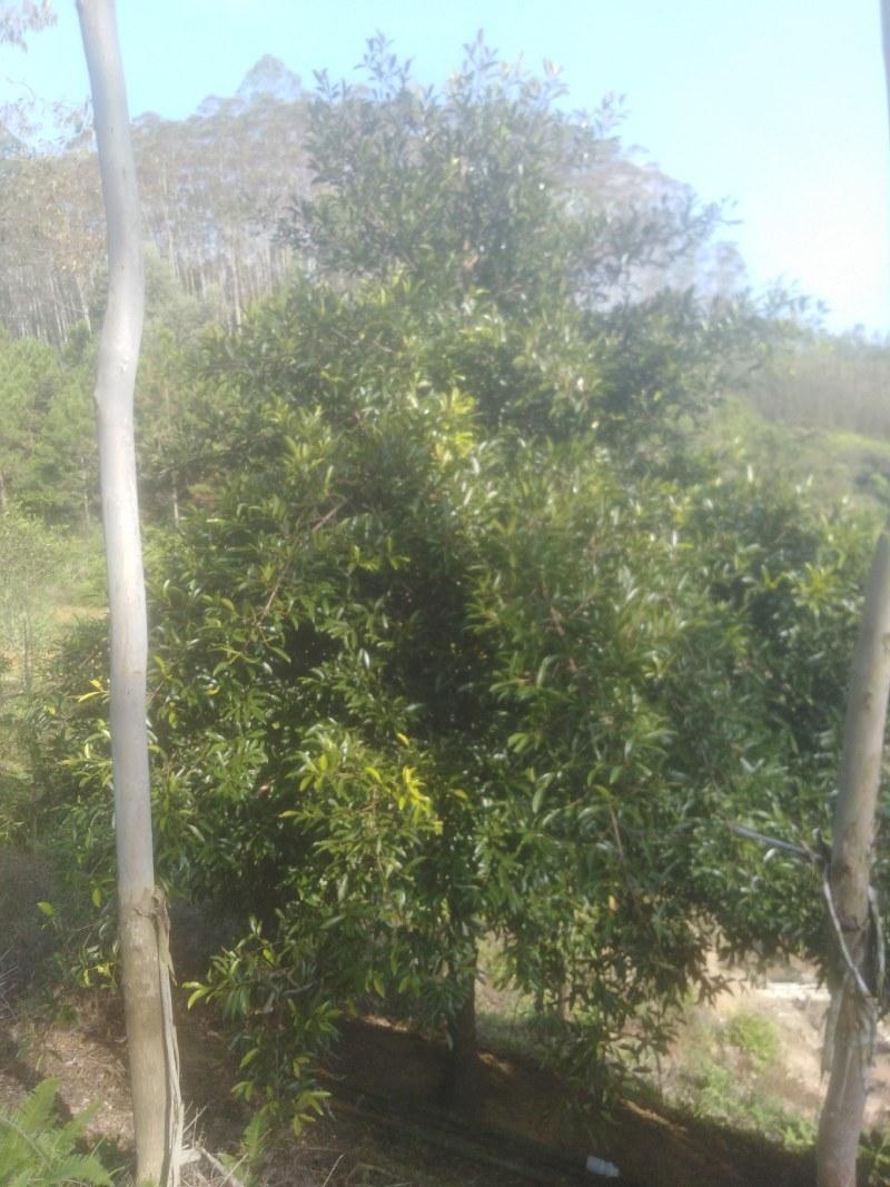 风景树好看又有果吃！