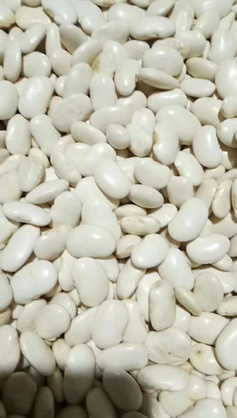 白云豆大量供应质量保证