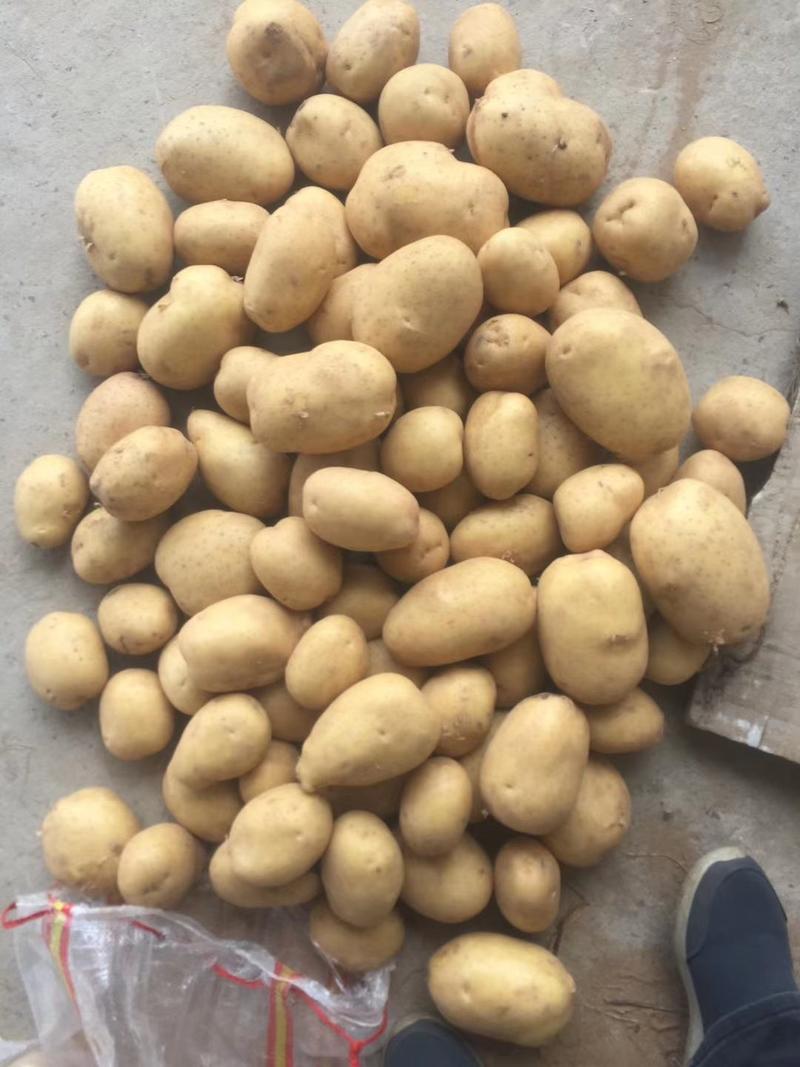 土豆种子：亩产高适应范围广，黄心和白心品种齐全。