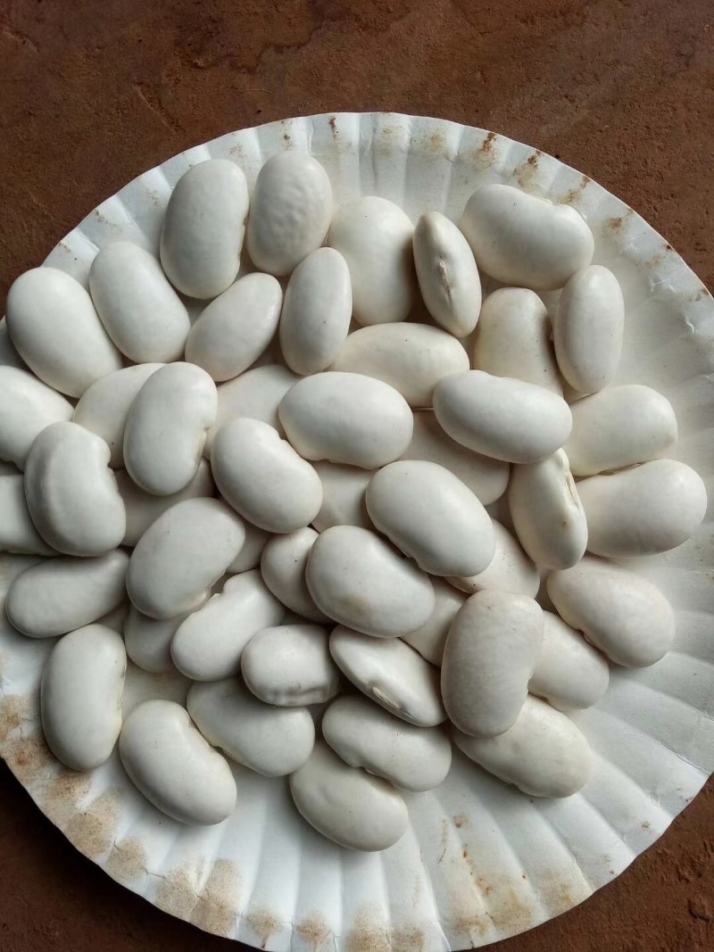 白云豆大量供应质量保证