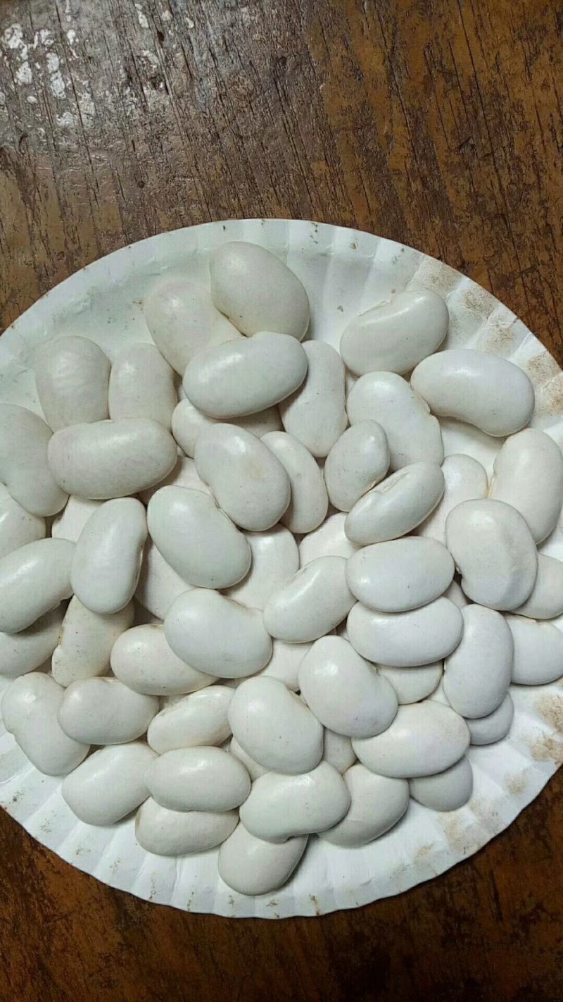 白云豆大量供应质量保证