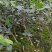 【精品】湖南油茶苗高产量嫁接软枝油茶高成活率提供技术指导