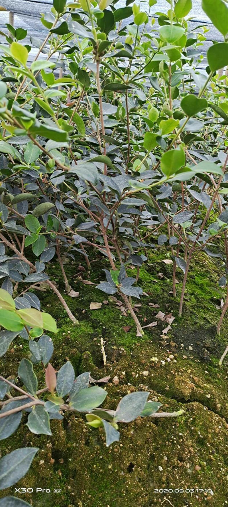 【精品】湖南油茶苗高产量嫁接软枝油茶高成活率提供技术指导