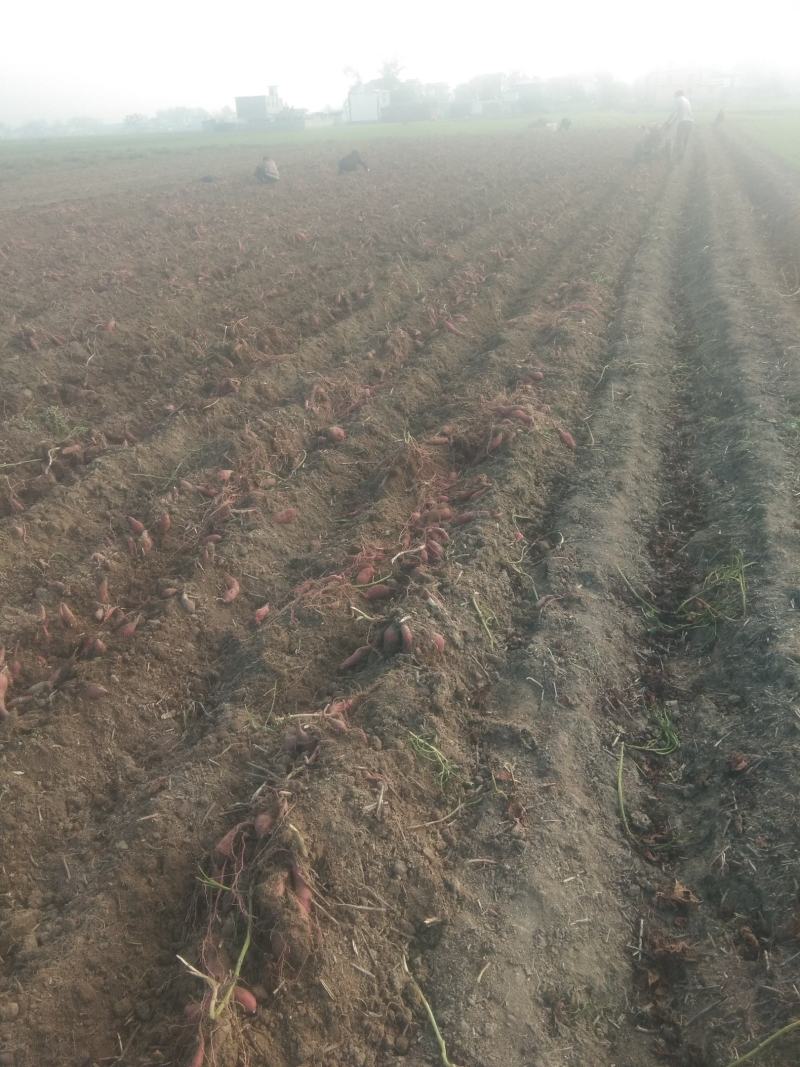 本人种植西瓜红上市原产地直销大量有货