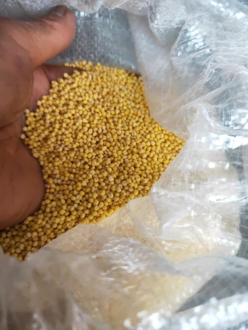 22年红黍子大黄米粘米批发包粽子粘豆包糯黄米汤圆