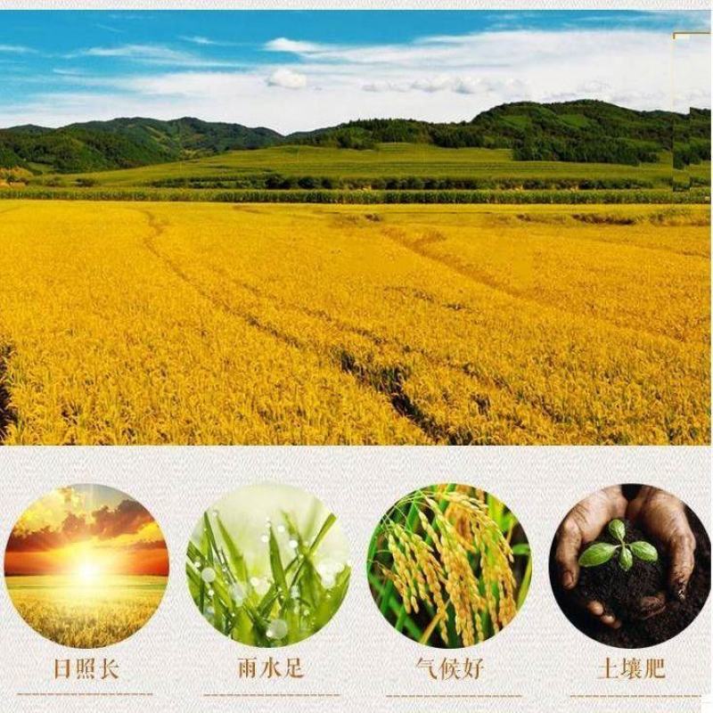 22年红黍子大黄米粘米批发包粽子粘豆包糯黄米汤圆
