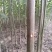 泡桐苗泡桐树苗2-3-4-5-6公分