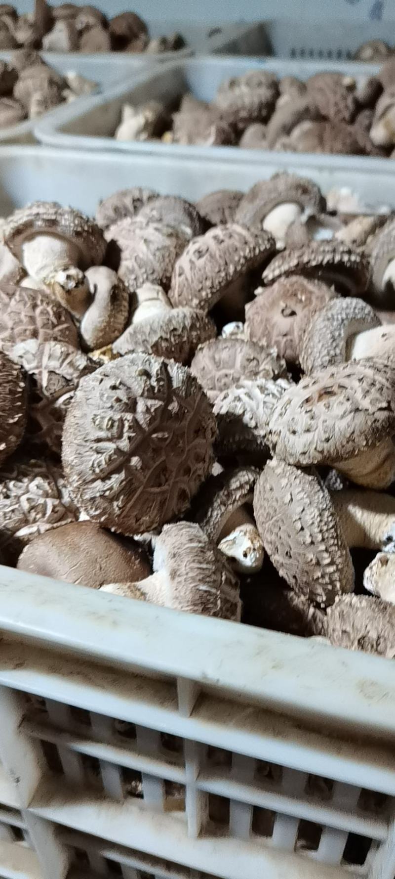 新鲜香菇种植户自产自销