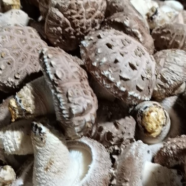 新鲜香菇种植户自产自销