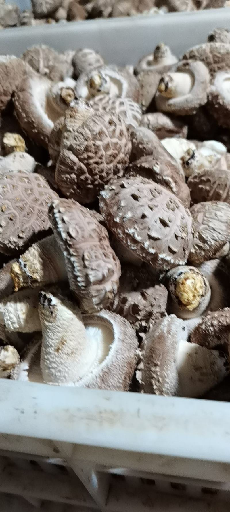 新鲜香菇种植户自产自销