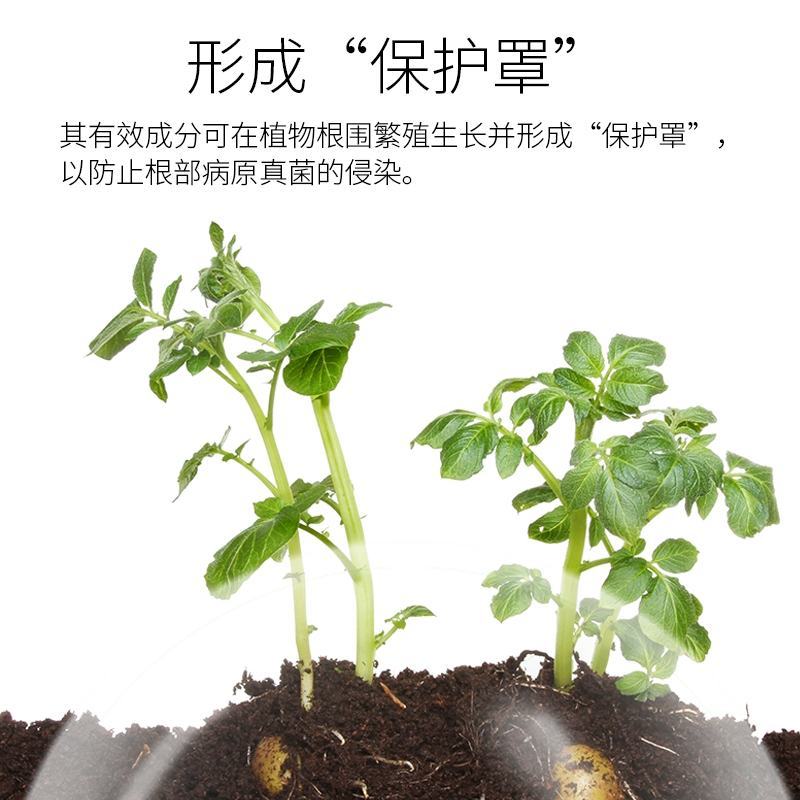 根医生以菌克菌活化养分解决根部问题快速长新根