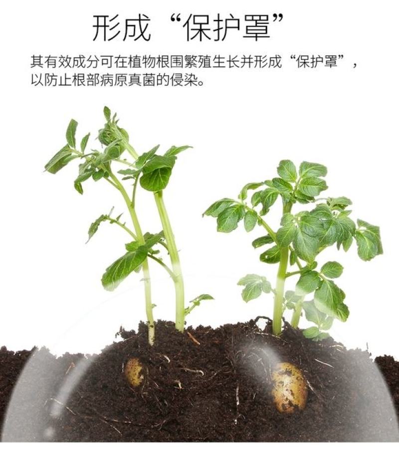 根医生以菌克菌活化养分解决根部问题快速长新根