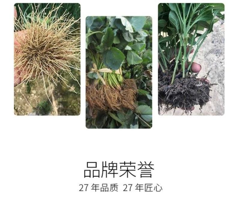 根医生以菌克菌活化养分解决根部问题快速长新根