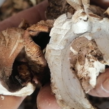 烤干山蘑菇手工切片无蛆虫