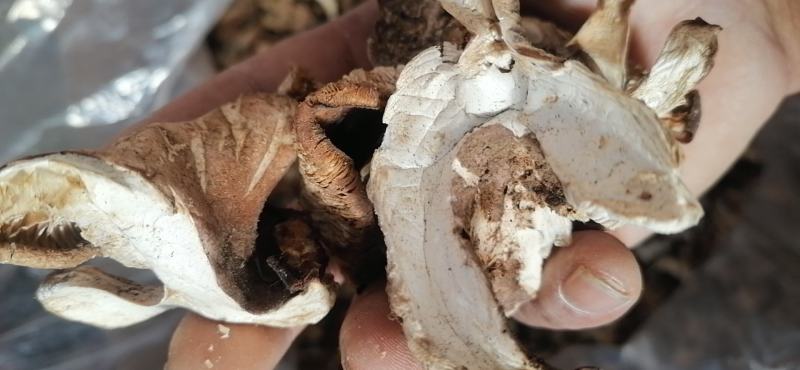 烤干山蘑菇手工切片无蛆虫