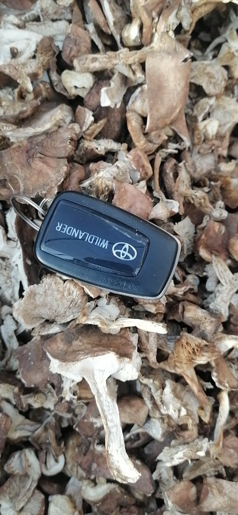 烤干山蘑菇手工切片无蛆虫
