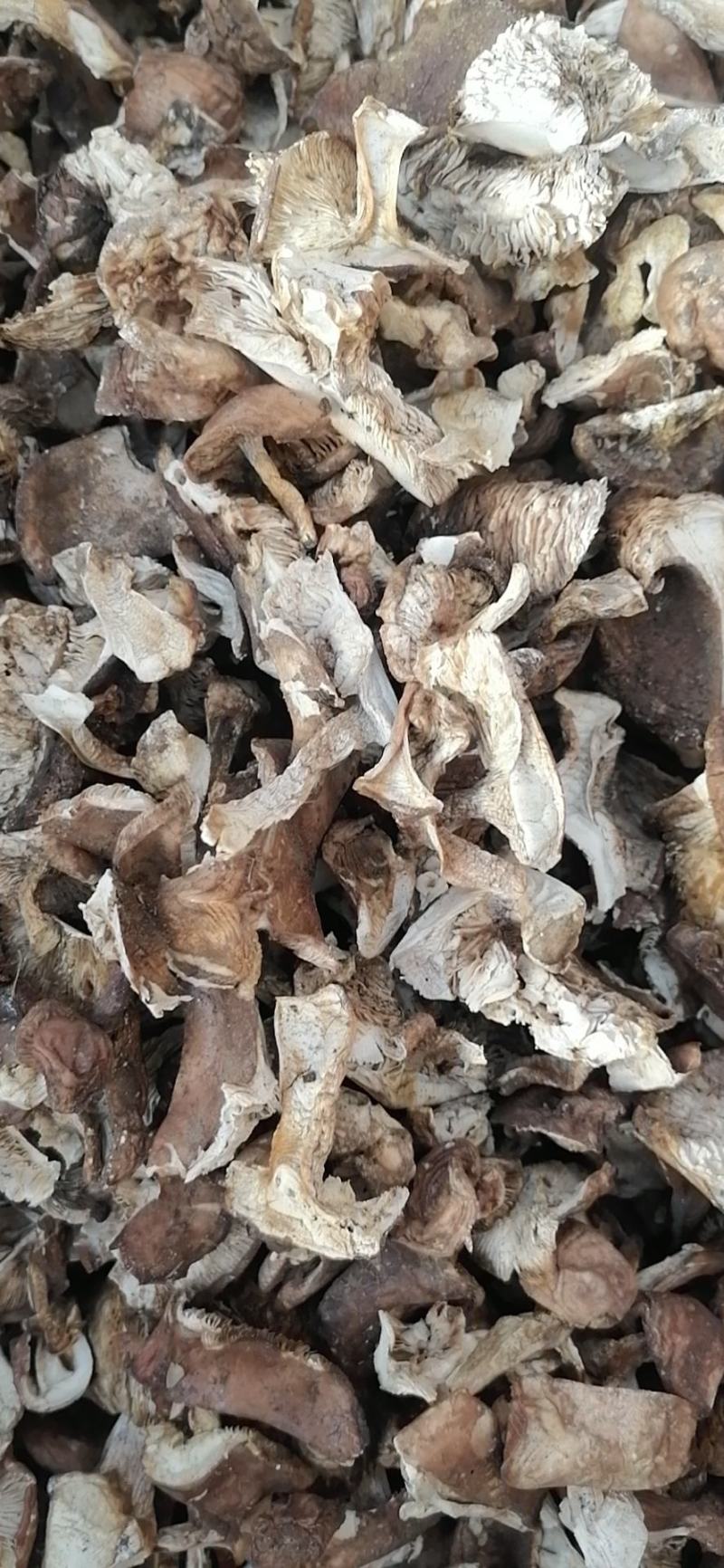 烤干山蘑菇手工切片无蛆虫