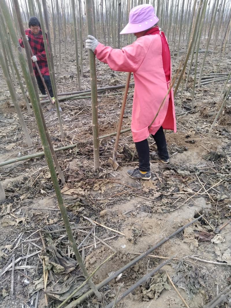泡桐苗大型泡桐树苗繁育基地规格齐全量大从优