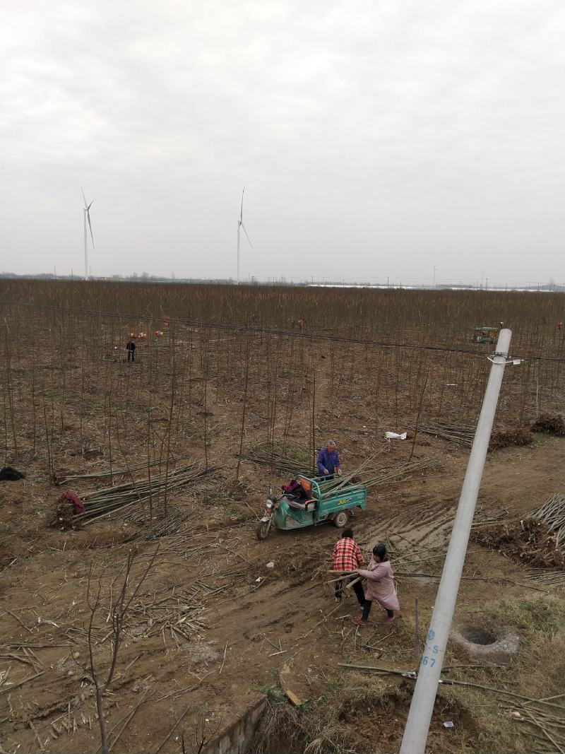 泡桐苗大型泡桐树苗繁育基地规格齐全量大从优