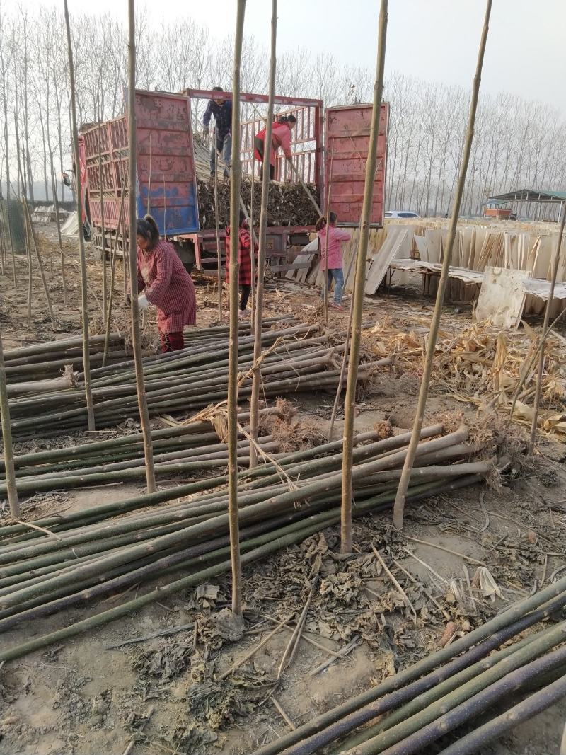 泡桐苗大型泡桐树苗繁育基地规格齐全量大从优