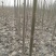泡桐苗大型泡桐树苗繁育基地规格齐全量大从优