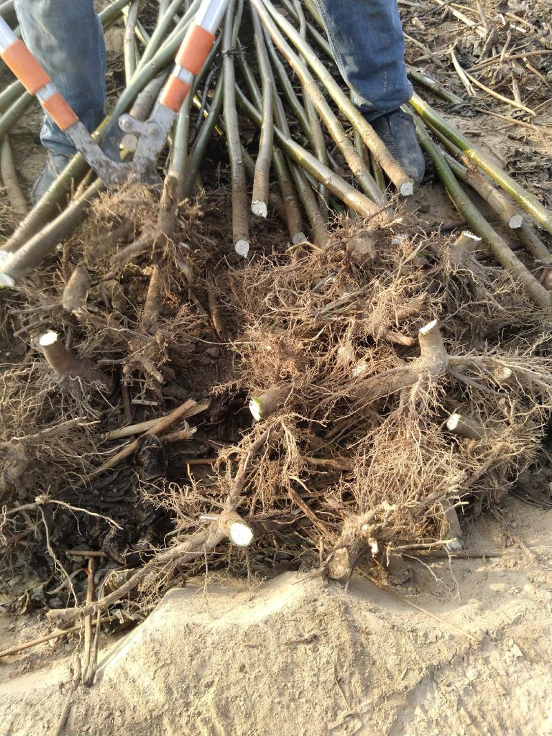 泡桐苗大型泡桐树苗繁育基地规格齐全量大从优