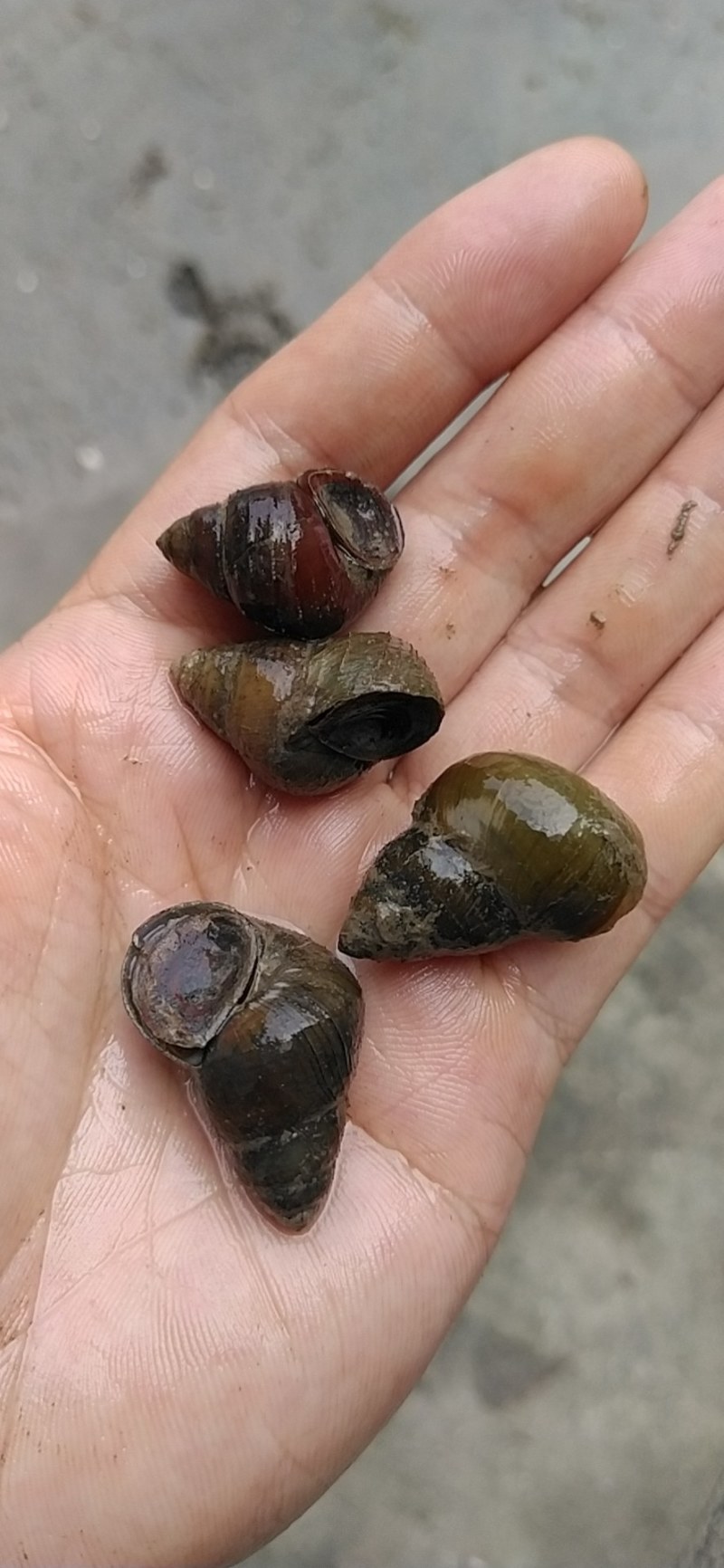 湖北监利淡水田螺肉，手工挑出