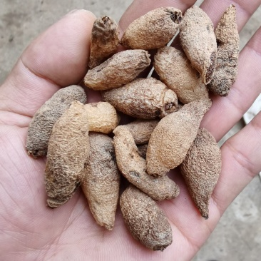 双肾草干货双肾参干货