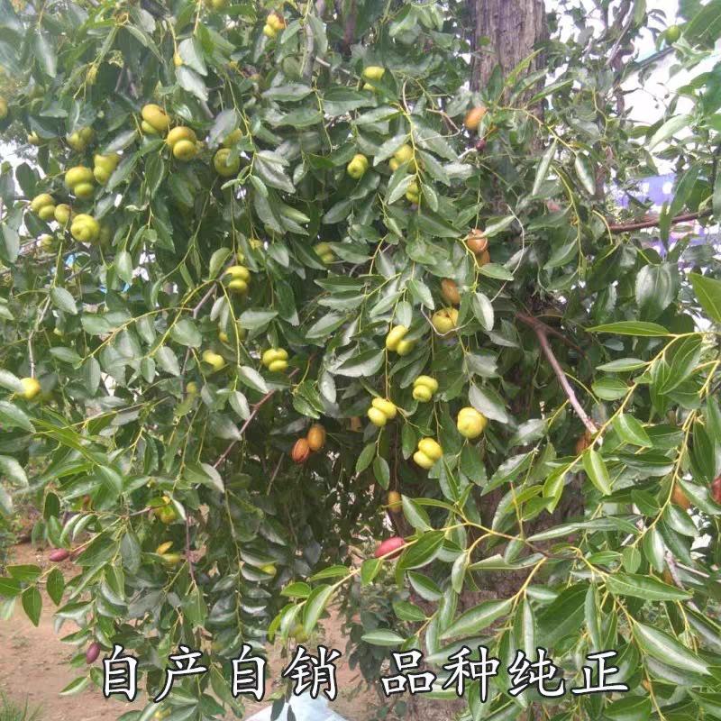 葫芦枣苗，新品种，价格好，脆甜可口，基地直供