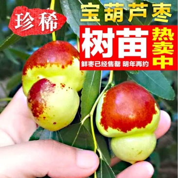 葫芦枣苗，新品种，价格好，脆甜可口，基地直供