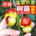 葫芦枣苗，新品种，价格好，脆甜可口，基地直供