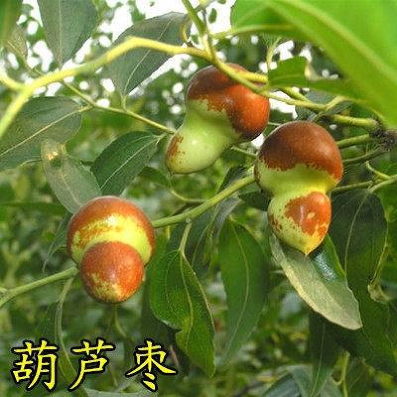 葫芦枣苗，新品种，价格好，脆甜可口，基地直供