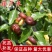 葫芦枣苗，新品种，价格好，脆甜可口，基地直供